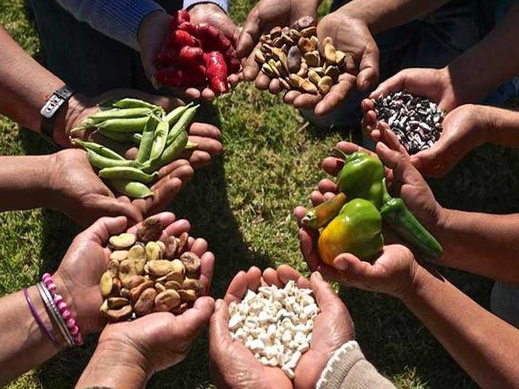 05. Plan de Seguridad y Soberanía Alimentaria y Nutricional y la articulación con la Ciencia, Tecnología e Innovación